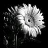 yoss27_gar_13