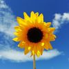 sunflower8272