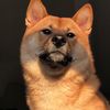 doge_2920