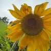 backyardbloomsandbirds