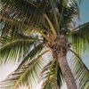jellycoconut16