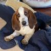 winnierosethebassethound