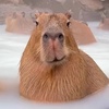 amincapybara