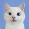 ymzq1