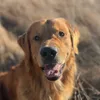nothingbutthegolden