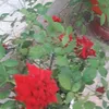 cà chua