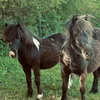 edwinachelly0608