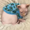 donnadestiny123