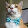 buttersthebean