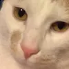 pollyquain