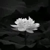 user5xknthkkcl