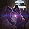 __german_shepherd__4