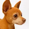 sally_chihuahua