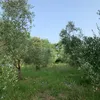 annicchiarico48