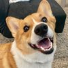 arniepawlmer