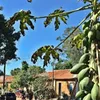 marciaxavierrovar
