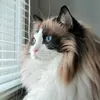 cat_mommyo_o