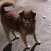 perilloperillo