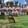 abdallamsaeid