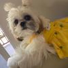 shihtzu_gilly_1026