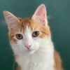 stumbleonhometomycats13