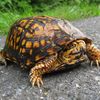 43turtle247