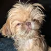 vinnie_imperialshihtzu
