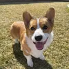 mr.georgiethecorgi