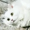 kitty_akire