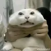 ttttttttlam