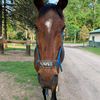 ponytrot