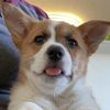 lizzythecorgi
