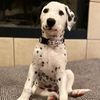 sophia_the_dalmatian