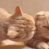 tt060121
