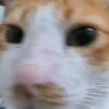 zyddp