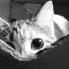 hee_sayhi