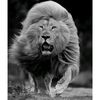 mustafa_turkmen42