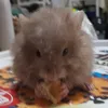 hamsterj0