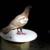 bhutta.pigeon