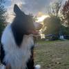 elvis_the_border_collie