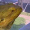 with_obi_wan_the_lizard