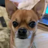 tobylechichi