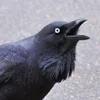 snorskatan