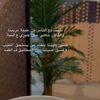 modawi33