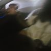 amiyah_hodge