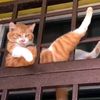 _catlve