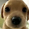 dy2f0n9s7ckwd