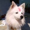 chuntudon