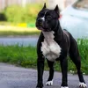 amstaff861