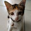 twinkyandtako